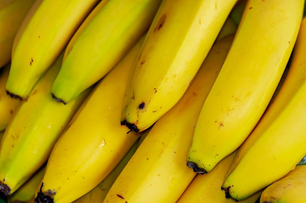 Mudas de Banana Micropropagadas